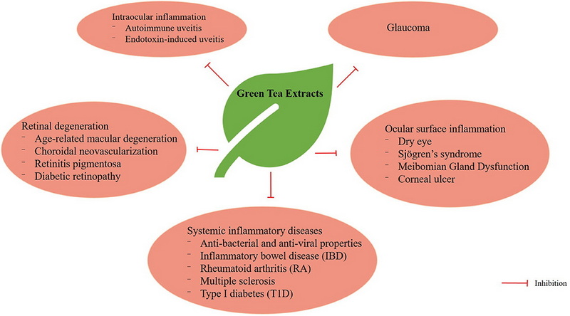 Does Green Tea Extract Affect Eyes_1 Does Green Tea Extract Affect Eyes_1