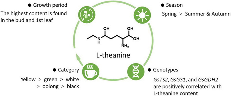 Take L-theanine And Green Tea Extract 2 Take L-theanine And Green Tea Extract 2