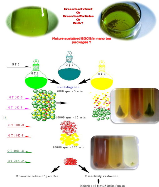 green tea extract_2_8 green tea extract_2_8