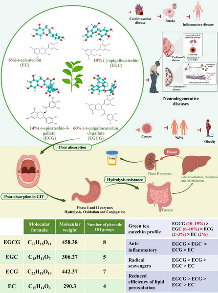 does green tea extract have ecgc (2) does green tea extract have ecgc (2)