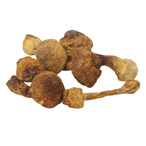 Agaricus Blazei Murill Polysaccharides image