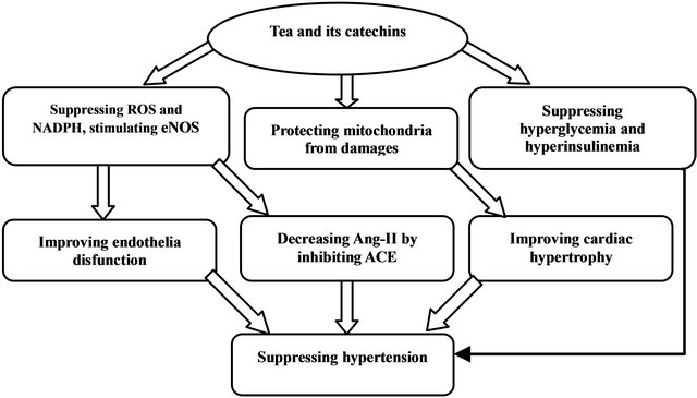 Green Tea Extract92