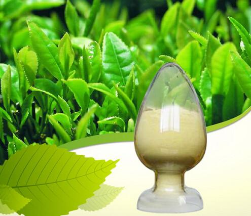 Green Tea Extract3 Green Tea Extract3