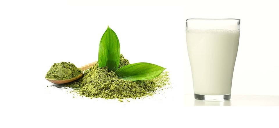 Green Tea Extract144