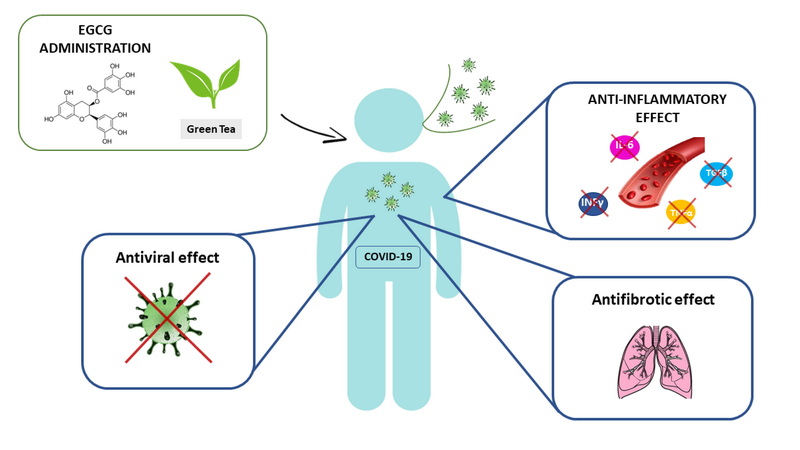 Is Green Tea Extract Pro Or Anti Inflammatory