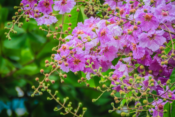 What Are The Best Ways To Use Banaba Leaf Extract for Maximum Health Benefits