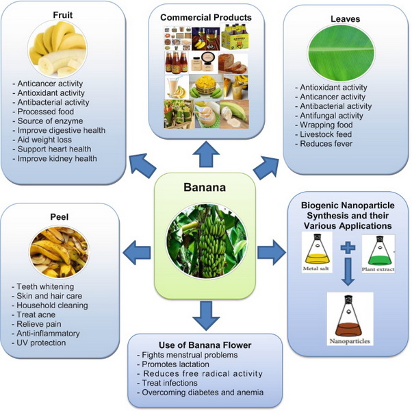 How Does Banaba Leaf Extract Fit into The Functional Foods Market?