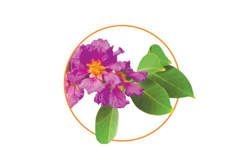 Can Banaba Leaf Extract Be Used in Traditional Medicine?