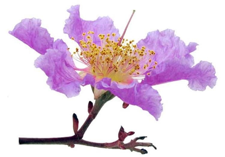 Can Banaba Leaf Extract Naturally Lower Blood Sugar Levels