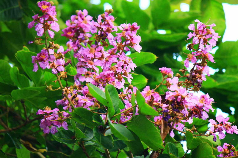 What Are The Best Banaba Leaf Extract Reviews What Are The Best Banaba Leaf Extract Reviews