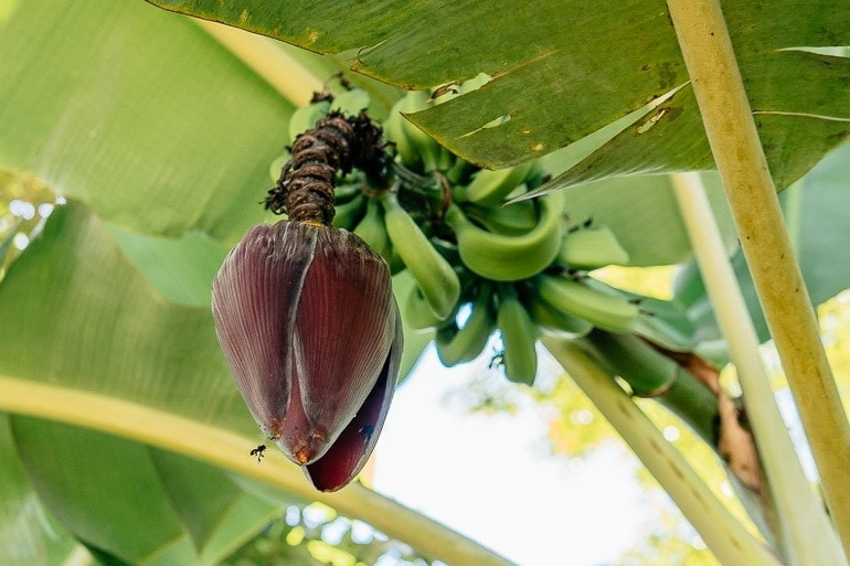 How Safe Is Banaba Leaf Extract for Weight Loss How Safe Is Banaba Leaf Extract for Weight Loss