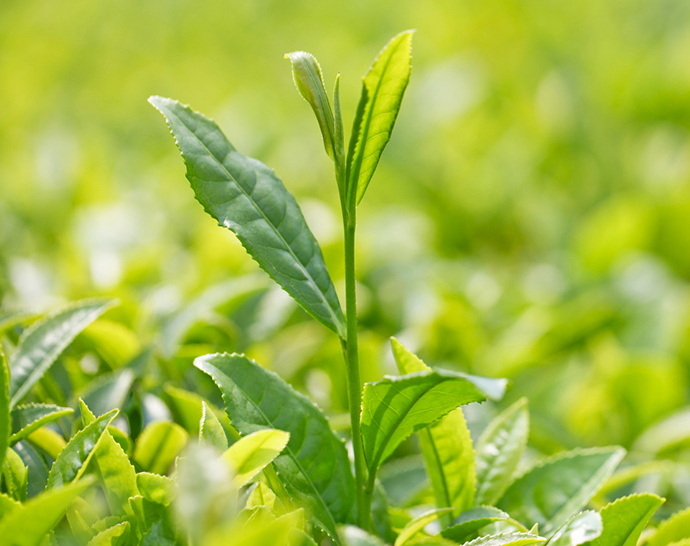What Are The Effects of Green Tea Extract