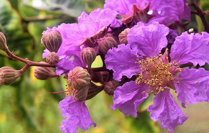 Banaba Leaf Extract vs Green Tea Extract Which Is Better for Metabolism