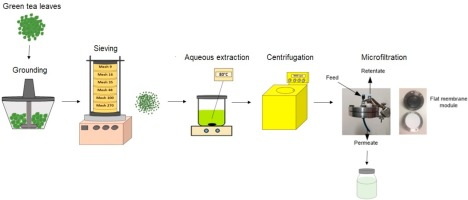What Green Tea Extract Had Highest Concentration of Polyphenols What Green Tea Extract Had Highest Concentration of Polyphenols
