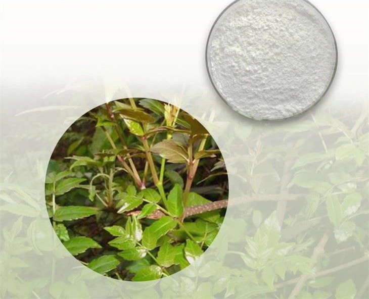Top Vine Tea Extract Manufacturers and Suppliers in Russia