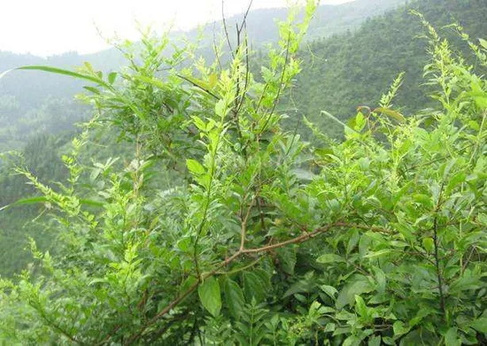 Top Vine Tea Extract Manufacturers and Suppliers in Germany