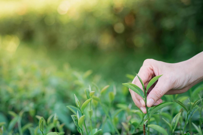 Green Tea Extracts Service Green Tea Extracts Service