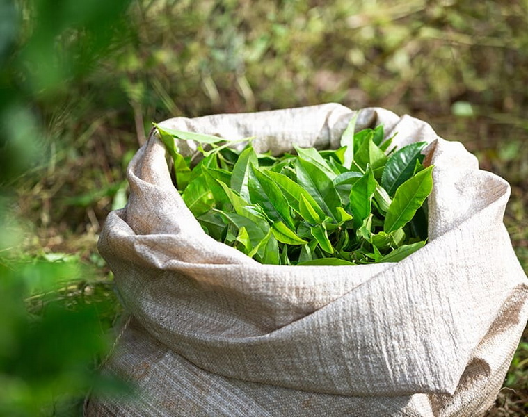 Top Green Tea Extracts Manufacturers in France