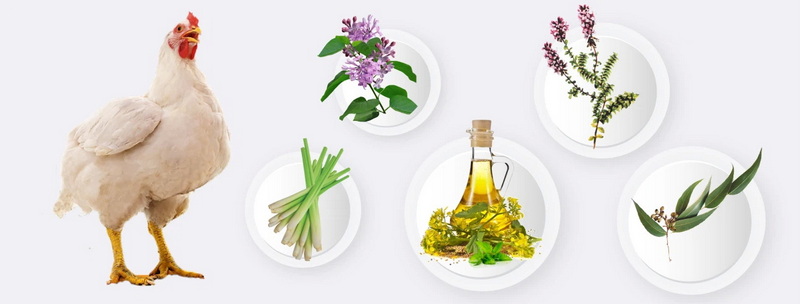 Top Natural Feed Additives Manufacturers in UK
