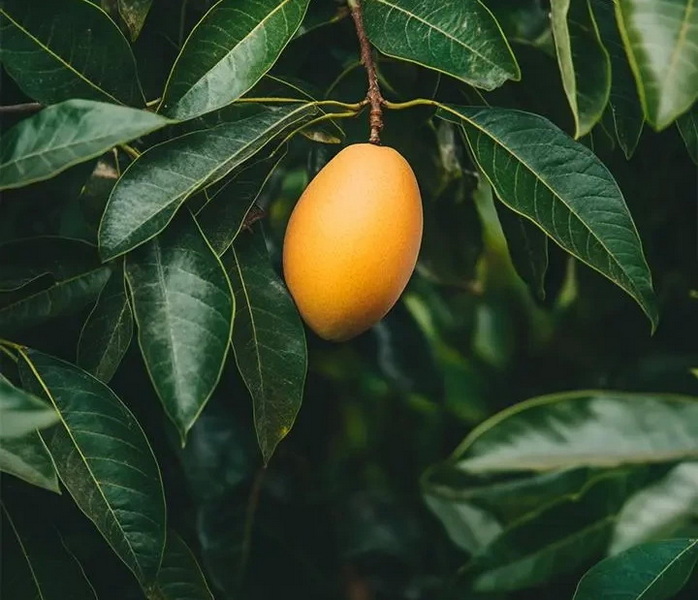Can China Mango Leaf Extract Help Control Blood Sugar Can China Mango Leaf Extract Help Control Blood Sugar
