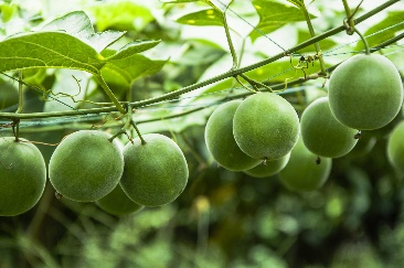 Monk Fruit Concentrated Juice
