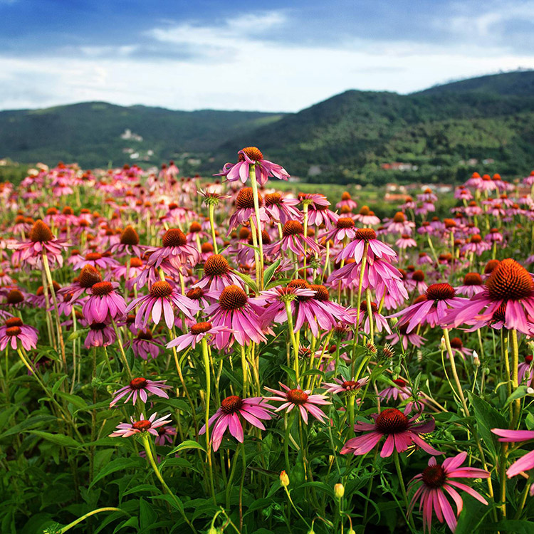 Echinacea Extract1 Echinacea Extract1