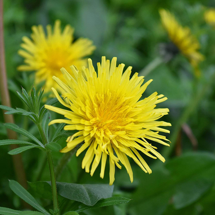 Dandelion Extract image