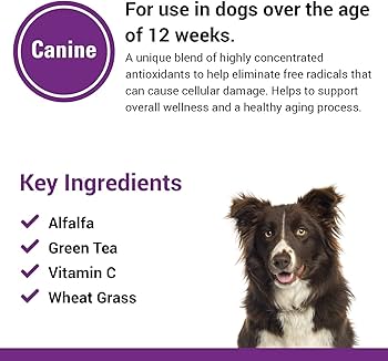 can dogs take green tea extract_1