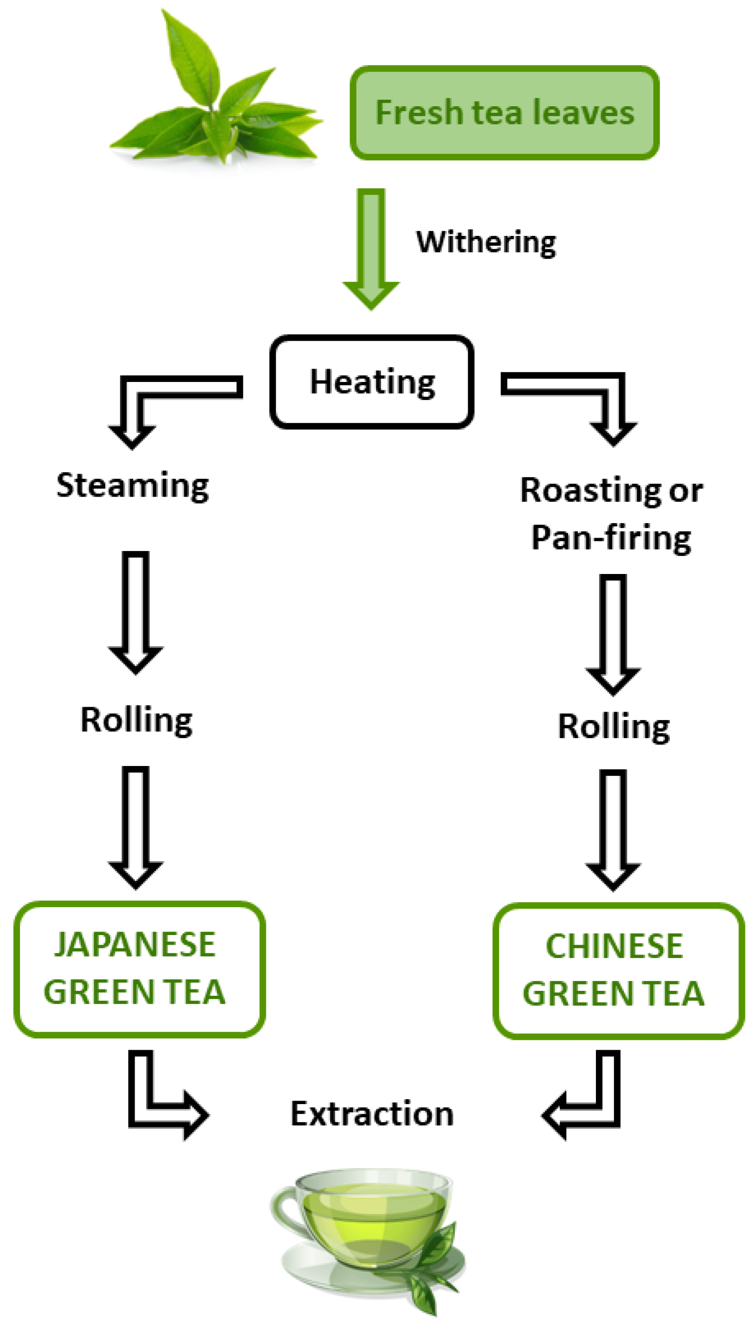 Green Tea Extract150 Green Tea Extract150