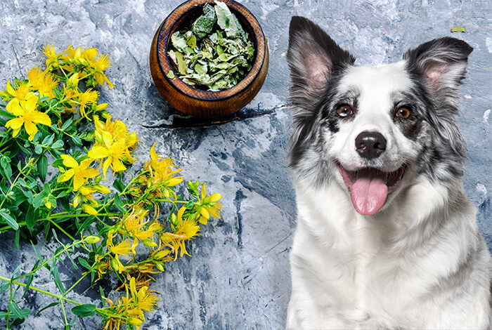Is Green Tea Extract Bad for Dogs Is Green Tea Extract Bad for Dogs
