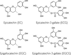 green tea extract_3_4