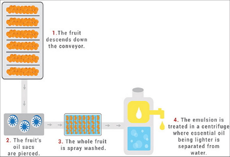 Extract Cold Press Oil From Green Tea Bags Extract Cold Press Oil From Green Tea Bags