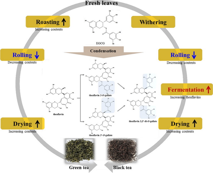 Does Green Tea Extract Have Tannins