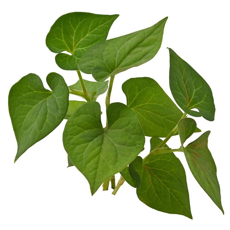 Heartleaf Houttuynia Extract image