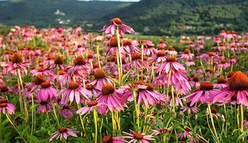 Echinacea Extract Manufacturer Echinacea Extract Manufacturer
