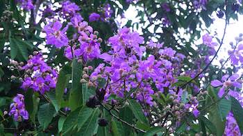 Unlock the Power of Banaba Leaf Extract with Botaniex