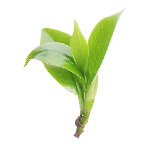 Green Tea Extract4 Green Tea Extract4