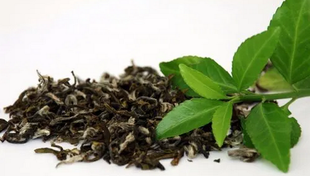 Green Tea Extract 封面 Green Tea Extract 封面