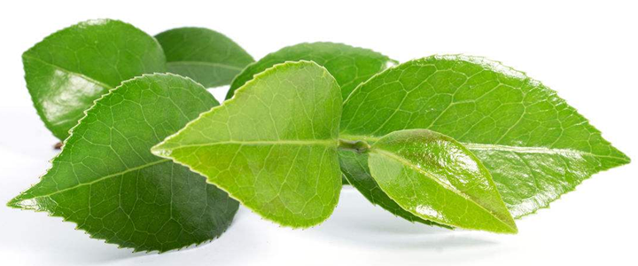 Green Tea Extract448