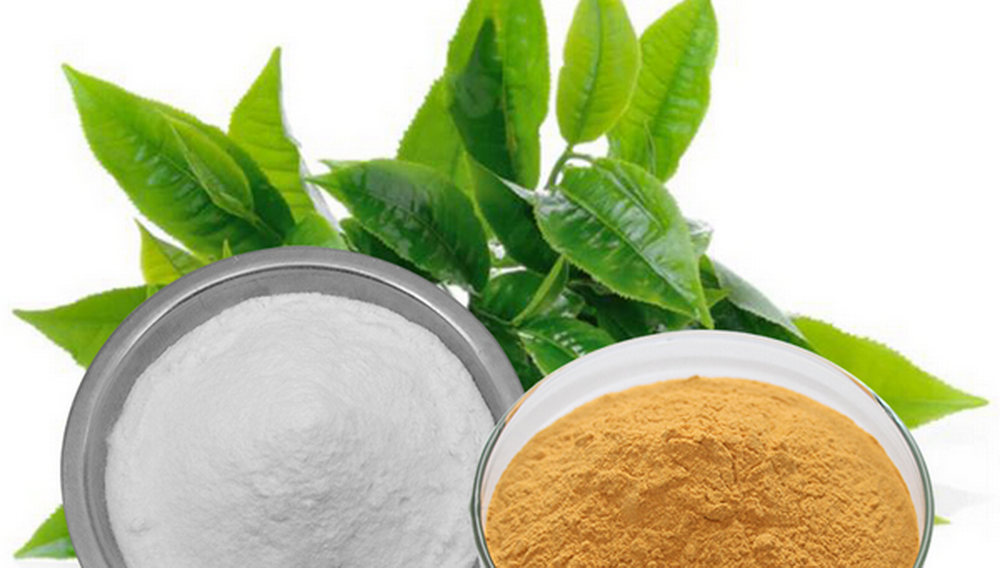 Green Tea Extract Green Tea Extract