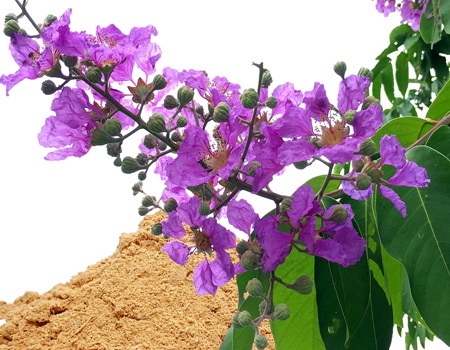 What Makes Corosolic Acid in Banaba Leaf Extract So Powerful for Metabolism What Makes Corosolic Acid in Banaba Leaf Extract So Powerful for Metabolism