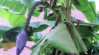 How Does Banaba Leaf Extract Affect Digestive Health How Does Banaba Leaf Extract Affect Digestive Health