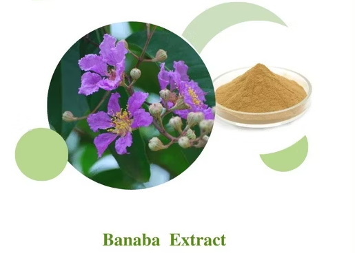 What Are The Regulatory Considerations for Using Banaba Leaf Extract in Products