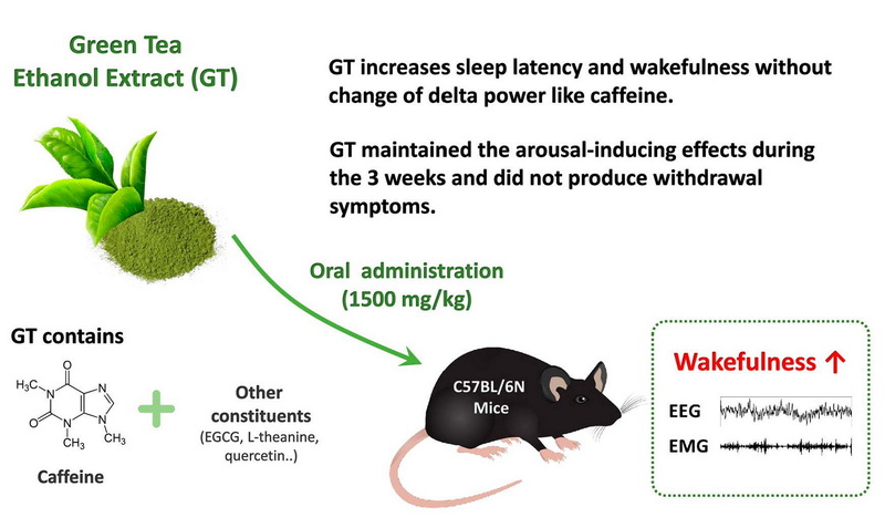 What Are The Benefits of China Green Tea L-Theanine 60%?