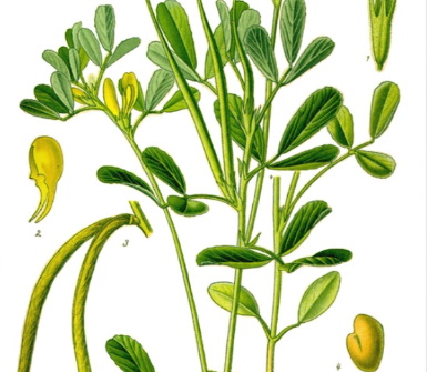 China Banaba Leaf Extract_2