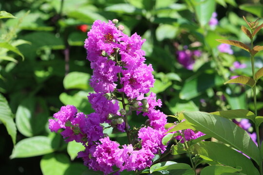 How Do Banaba Leaf Extract Builders Ensure Product Purity How Do Banaba Leaf Extract Builders Ensure Product Purity