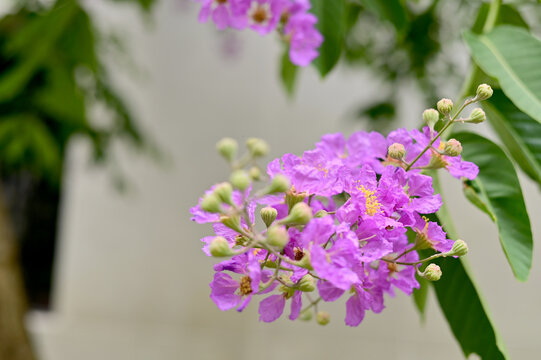 Banaba Leaf Extract vs Turmeric Which Is Better for Overall Health