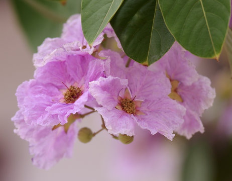 What Are The Top 5 Benefits of Using Banaba Leaf Extract What Are The Top 5 Benefits of Using Banaba Leaf Extract