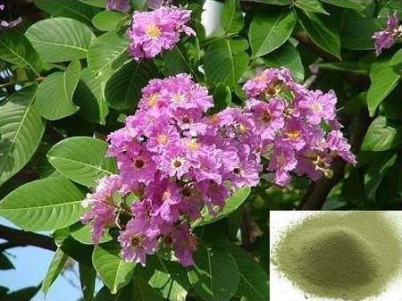 What Are The Benefits of Private Label Banaba Leaf Extract What Are The Benefits of Private Label Banaba Leaf Extract