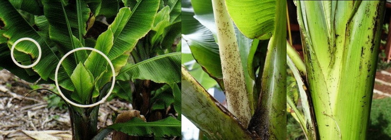 What Does Scientific Evidence Reveal About Banaba Leaf Extract What Does Scientific Evidence Reveal About Banaba Leaf Extract